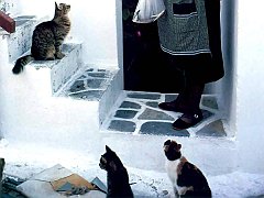Gatti (208)
